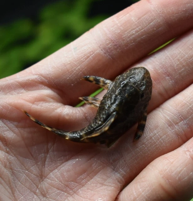 Live Candy Stripe Pleco L015 (1.5" Tropical Aquarium Fish) *PLS READ DESCR*
