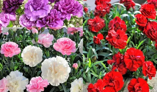 Paquete de plantas en tapón Dianthus Caryophyllus 'Sweet Pleasure® mixto' x6