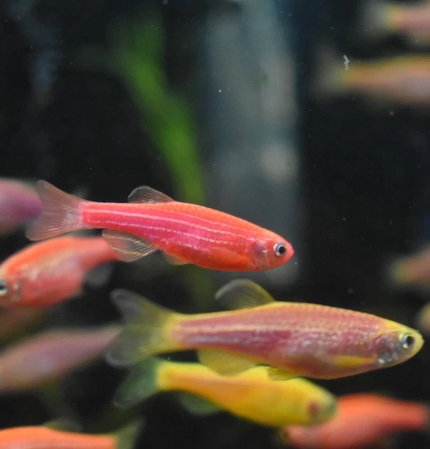 Live Assorted Rainbow Glow Danio (Pack of 6 Aquarium Fish) *PLS READ DESCR* 4