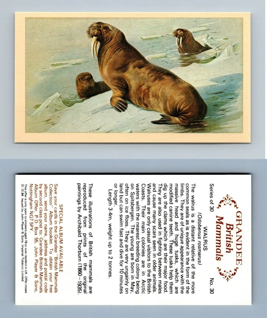 WALRUS #30 GRANDEE British Mammals 1982 Cigarette Cards £0.99 - PicClick UK