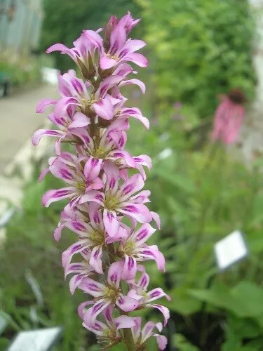 Francoa 'Pink Giant' x500 fresh 2023 seeds - Hardy perennial