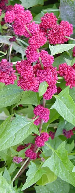 Espinacas  de fresa palillo - Chenopodium capitatum  - 100 semillas seeds