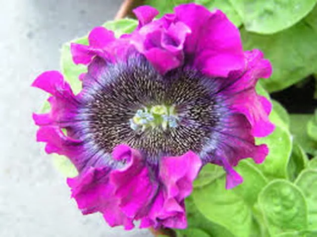 PETUNIA HYBRIDA SUPERBISSIMA MIX (1500 SEEDS) The largest petunia flowers!! 3