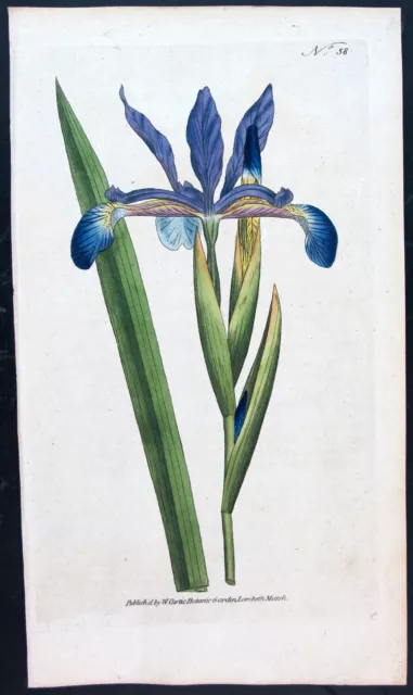 1787,Antique Print Early Curtis  Original Watercolour Engr. Siberian Iris Vmy