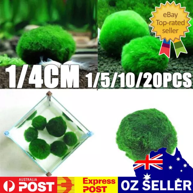 "20x Live Marimo Moss Balls 4-5cm for Fish Tank & Shrimp Aquarium Decor"