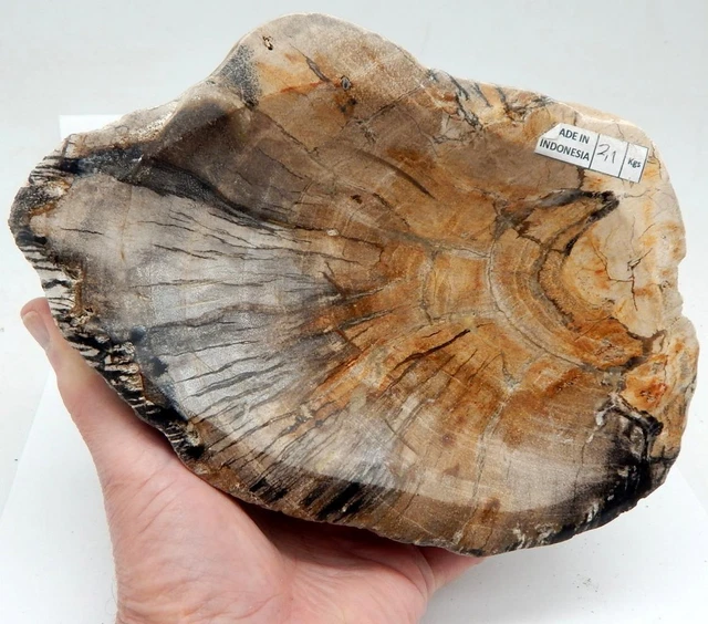 Petrified Wood Bowl Fossil W/Bark Edge Display or Use 8" 4 lb. 11.9 oz.  E131