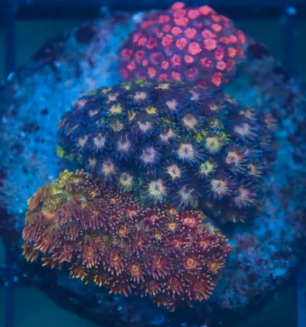 WYSIWYG J-Wu Aquatic / Gonipora Coral 