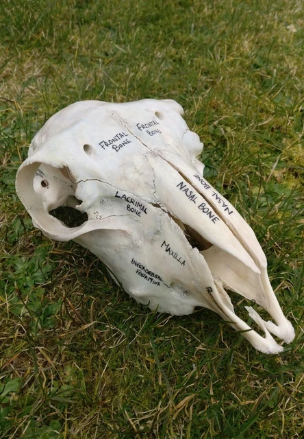 ANATOMICALLY LABELED SHEEP Skull - Collectable - Educational £19.99 ...