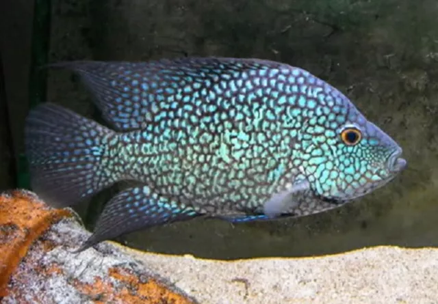 3 Electric Blue Carpintis Cichlid Live Freshwater Aquarium Fish