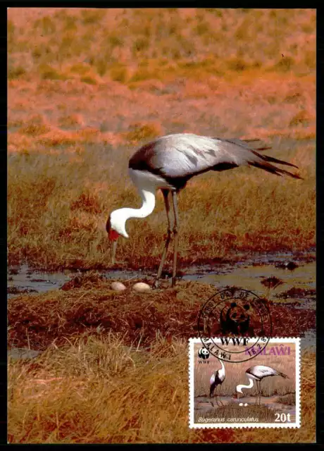 MALAWI MK WWF FAUNA VÖGEL KRANICH CRANE MAXIMUMKARTE MAXI CARD MC CM gx54