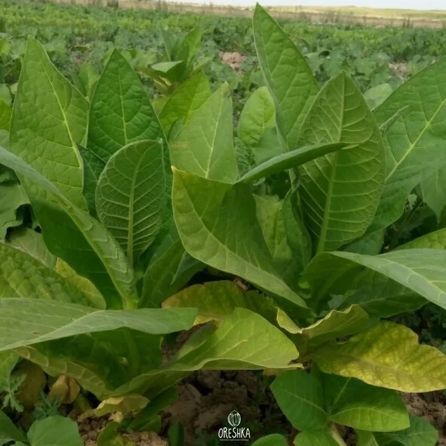 6000 Semi Di Tabacco Kentucky (Nicotiana) + Omaggio Semi Di Girasole Gigante. Semi Perenni, Da Piantare In Primavera/estate.