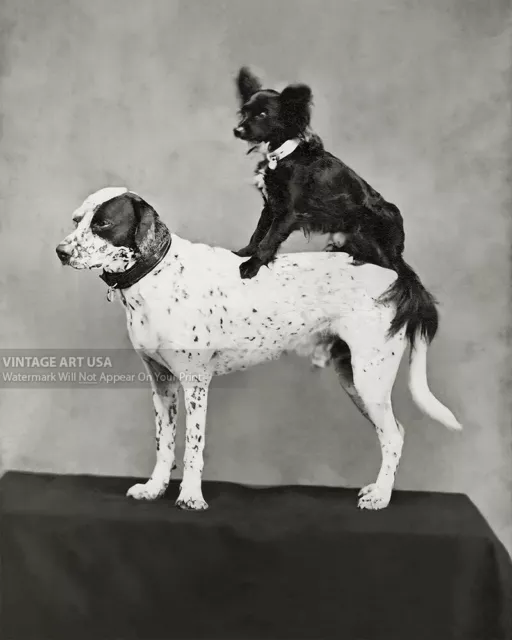 1890s Dog Sitting on Another Dog’s Back Photo - Funny Bizarre Odd Strange Art
