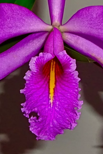 Cattleya Specie Maxima ´ GOLIATH´ 4N Profumo Orchidea Orchidee