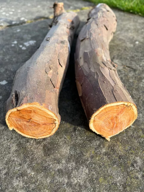 2 x Yew Wood Logs for Wood Turning Carving Crafts Projects