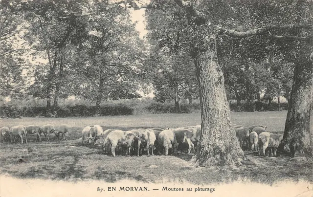 EN MORVAN - Moutons au pâturage