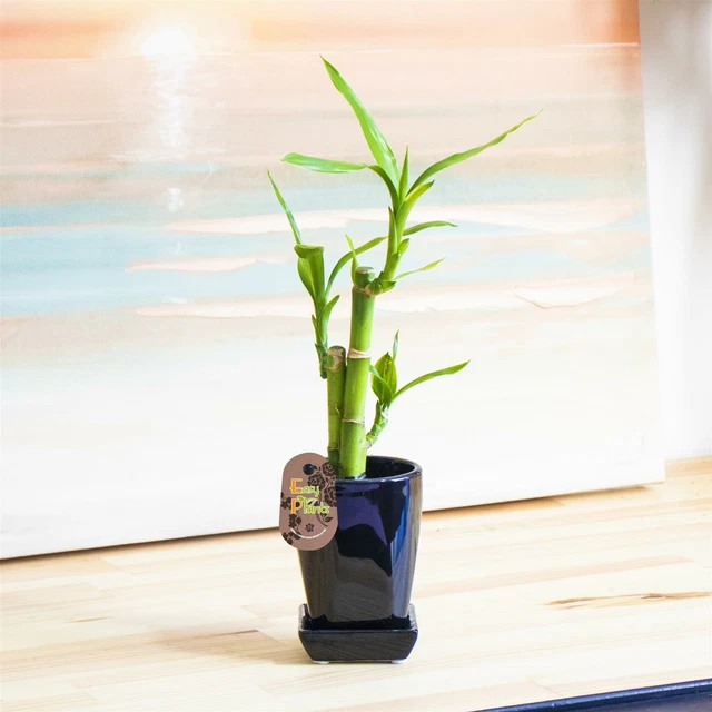 LUCKY BAMBOO GROUP Plant in Soil White Gravel Topping Pot House Office