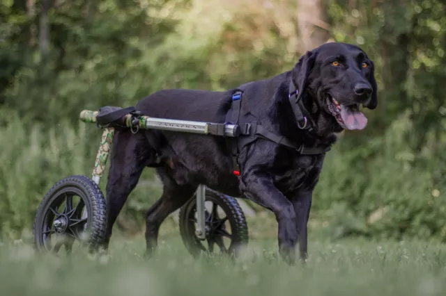 Camouflage Dog Wheelchair - For Med/Lg Dogs 50-69lbs - By Walkin' Wheels