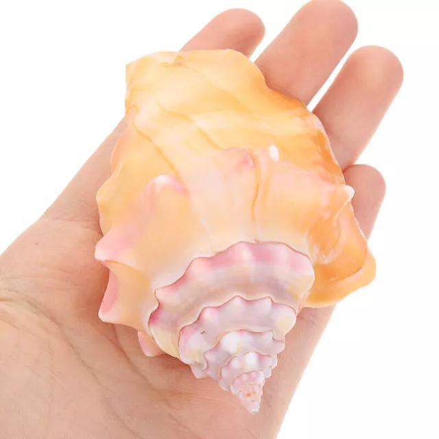 7-11cm Natürliche Muschel Conch Fluoreszierend Turbo marmoratus Muscheln Dekor .