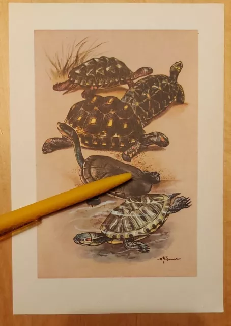 Schildkröten - Illustration/ Druck - Brehms Tierleben Wilhelm Eigener