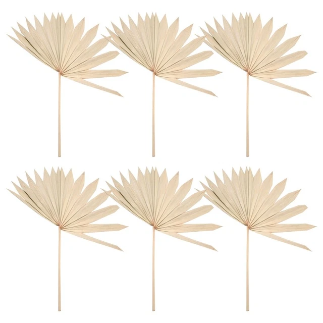 6 pz ventilatori di palma essiccate naturali con foglie di palma essiccate bouquet di fiori essiccati matrimonio C5W3