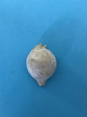 CYPRAEA GASTEROPODE FOSSILE DES LANDES 