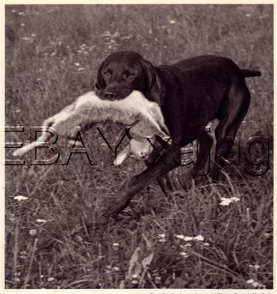 DOG German Shorthaired Pointer Solid Color, Quality Vintage 1941 Print