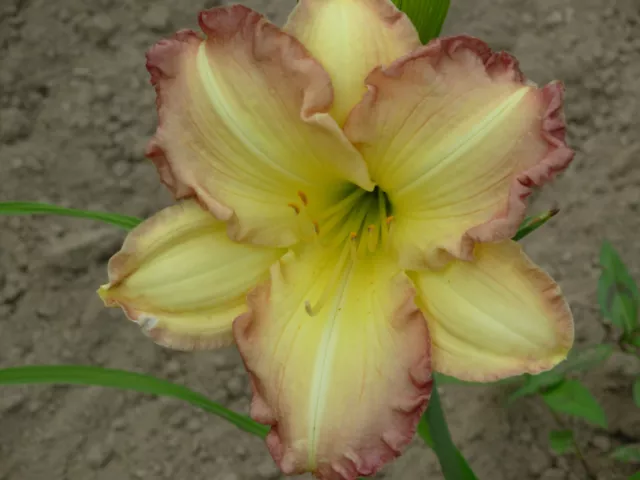 SWEDISH GIRL - Daylily 1 Plant Wide Rose Edge Perennial Flower