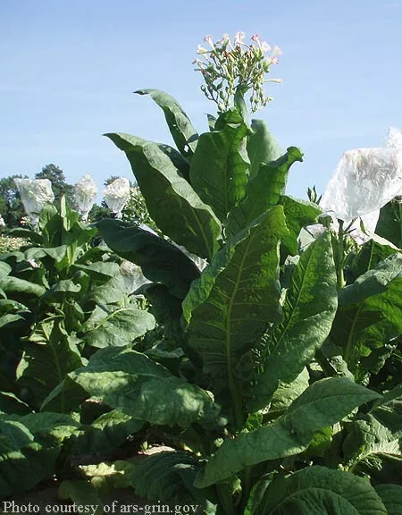 VIRGINIA GOLD Tobacco Seeds Canada Organically Grown Non-GMO Worldwide Shipping