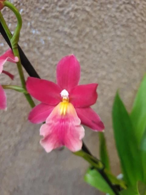 Rare Cambria orchid plant FS,  in bloom