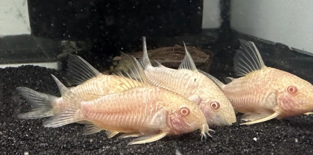 Albino Sterbai Cory 2” (Pack Of 3) -Live Freshwater Tropical Aquarium Fish