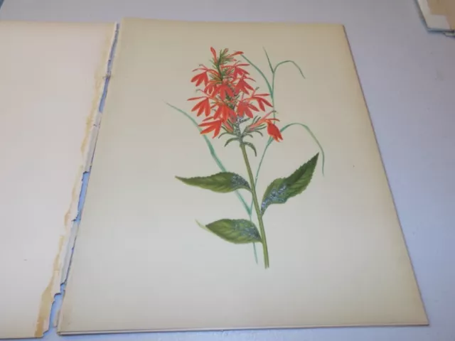 1882 Impresiones de flores antiguas / LA FLOR CARDINAL, o, LOBELIA CARDINALIS