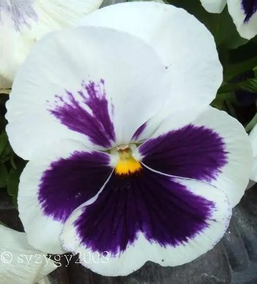 50 WHITE & PURPLE PANSY VIOLA Violet Flower Seeds *Flat S/H