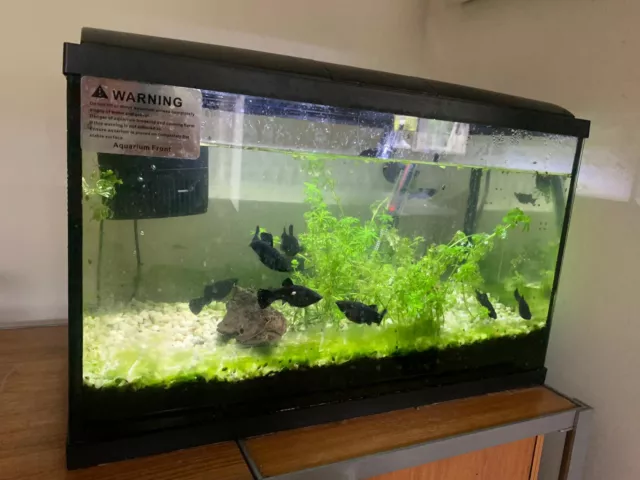 Black Tropical Glass Aquarium Fish Tank Kit Inc Filter LED Lights Heater 38L