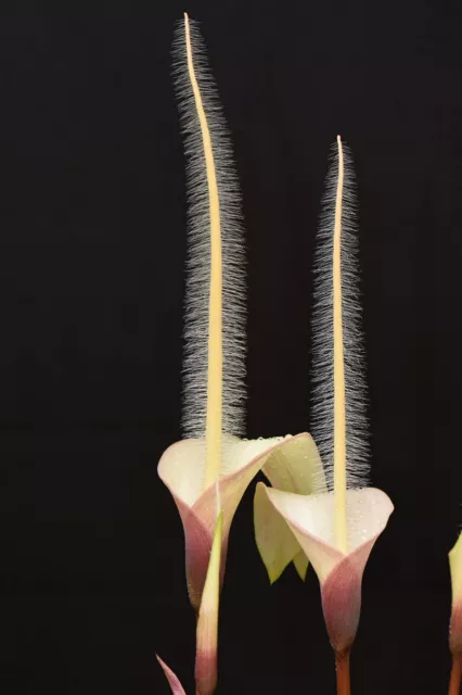 Amorphophallus natolii. Amazing feather-like blooms.  6cm tuber. RARE!! Aroid
