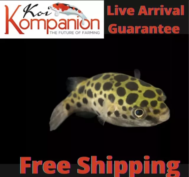 3/5/10X Spotted/ Leopard Puffer Freshwater Fish Koi Kompanion Free Shipping
