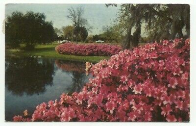 Azaleas In Bloom at Sylvan Abby Between Clearwater & Safety Harbor FL Postcard