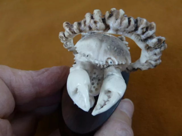 (crab-8) rock reef shore land Crab of shed ANTLER figurine Bali detailed crabs