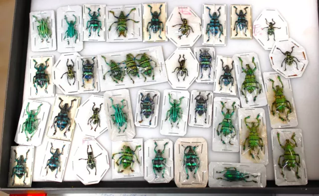 Good lot of indonesian Eupholus