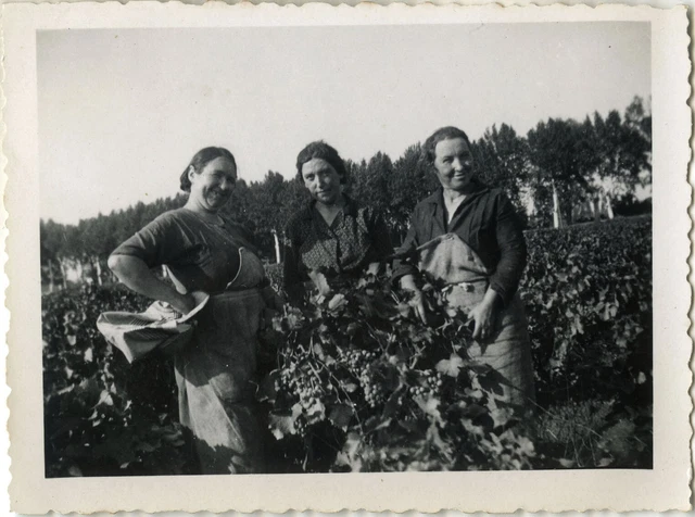 Photo Ancienne - Vintage Snapshot - Vendanges Travail Chemin D'agde - Harvest 6