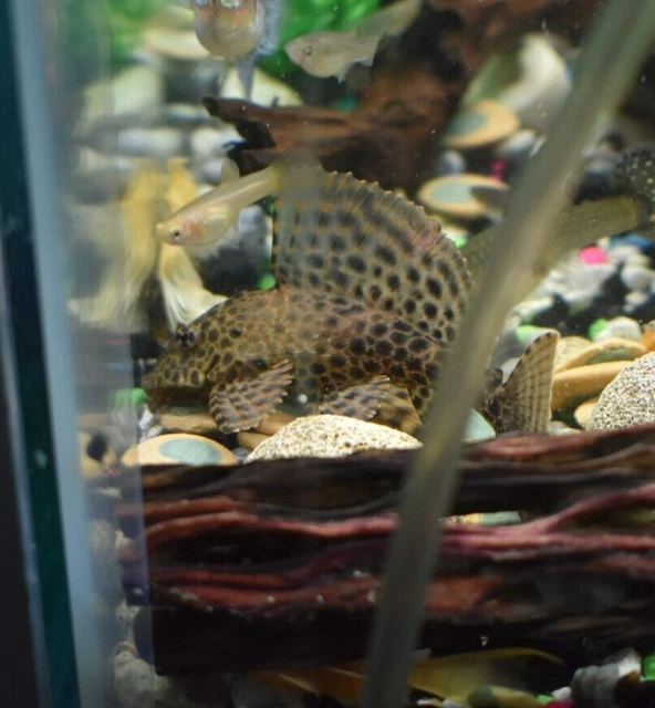 PLECO LEOPARD SAILFIN (One) 2.5"-3" Live Fish Freshwater Bottom Feeder High Fin