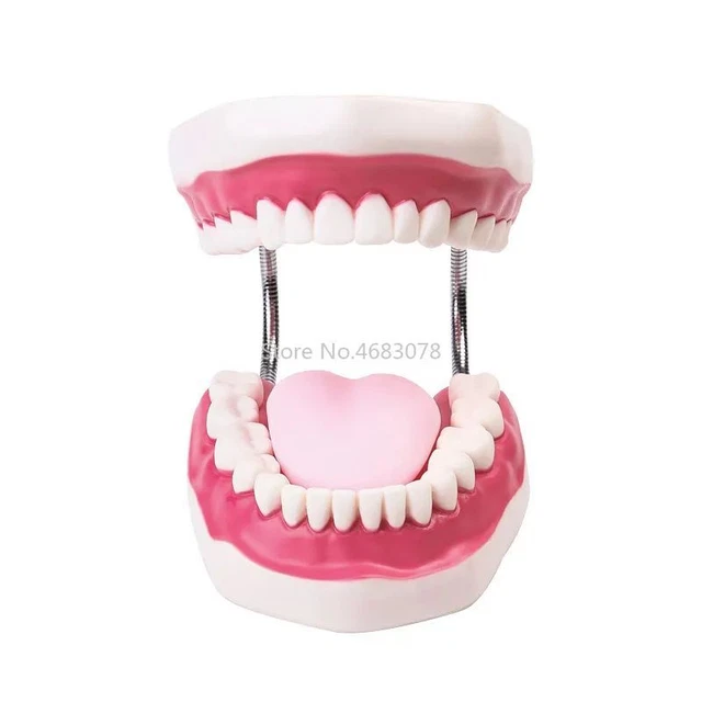 6 Times Dental Adult Tooth Oral Models Tongue Medical Child Teaching Supplies