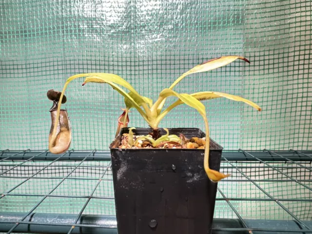 Nepenthes Bicalcarata
