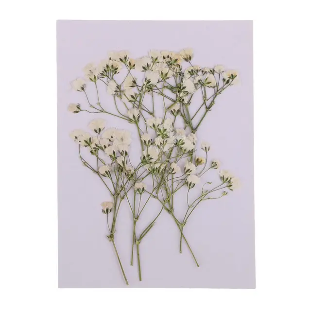 10 Pressed Dried Flowers Real Babys Breath for DIY Art Crafts Scrapbook Card