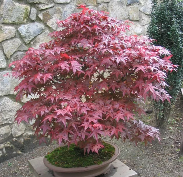 SAMEN Fächerahorn winterhart für Garten und Terrasse tolle rote Herbstfärbung