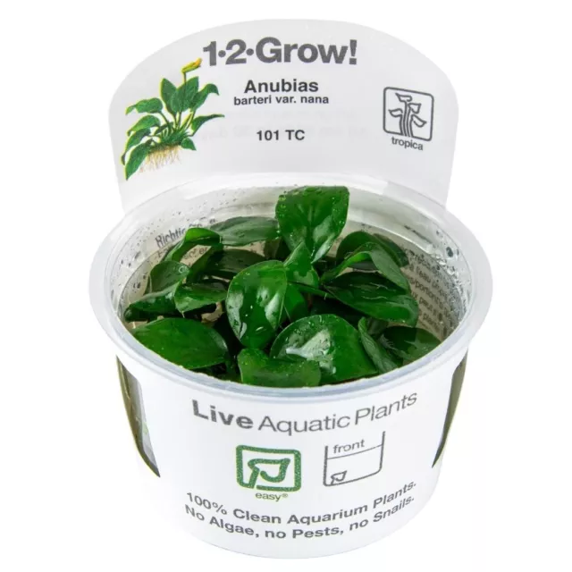 Anubias barteri var. nana - Invitro Zwergspeerblatt Aquarium Tropica 101 TC