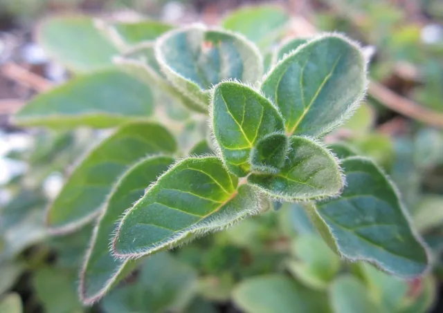 Origanum vulgare (Oregano Herb) 300 - 10,000 ORGANIC Seeds •Outdoor Garden Plant