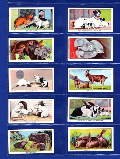 Cavanders 1924 Little Friends ( Animals ) Cigarette Cards Full Set In Sleeves 2