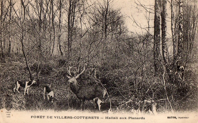 Chasse - PC FORET DE FONTAINEBLEAU CHASSE A COURRE AVANT LA CUREE