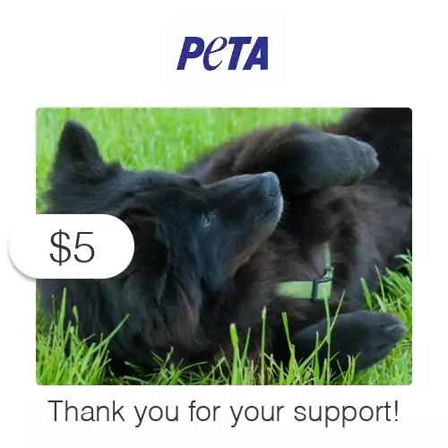 $5 Charitable Donation For: PETA's Vital Work to End Animal Suffering