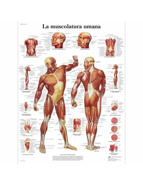 3B Scientific, tavola anatomica, La muscolatura umana (cod, VR4118UU)